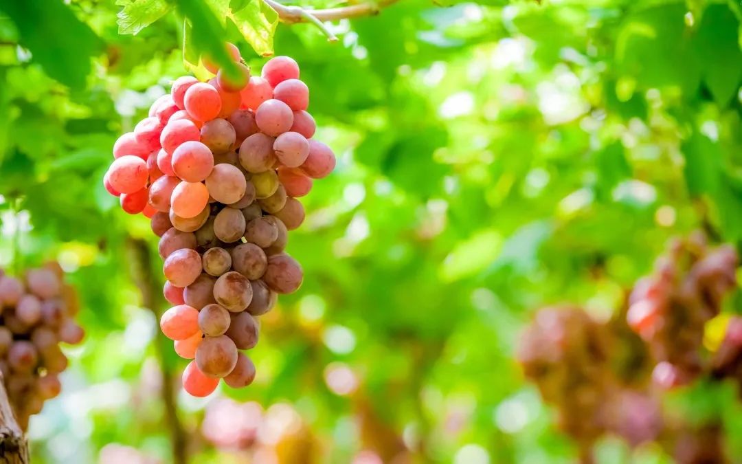 14876fe4-1b58-44cc-8eb0-c3589b30ae6d 14876fe4-1b58-44cc-8eb0-c3589b30ae6d